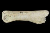 Theropod (Raptor) Toe Bone - North Dakota #88730-1